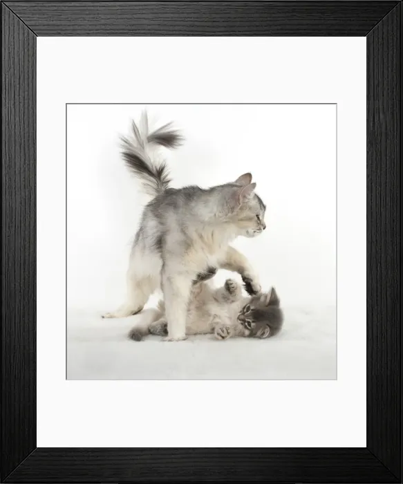 Framed Print : Picture No. 11807226 Framed Print : Picture No. 11807226