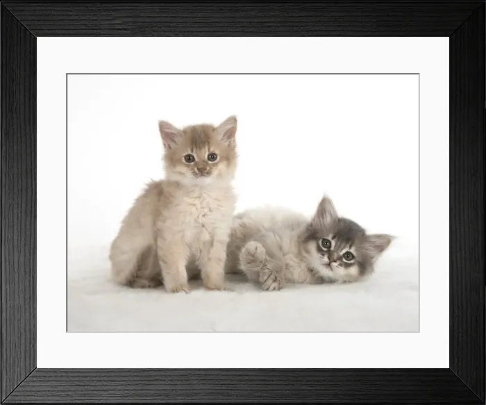 Framed Print : Picture No. 11807224 Framed Print : Picture No. 11807224