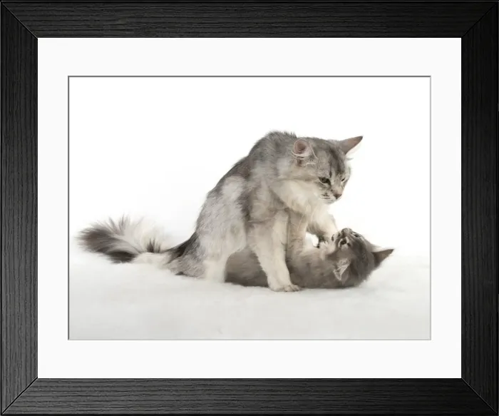 Framed Print : Picture No. 11807227 Framed Print : Picture No. 11807227