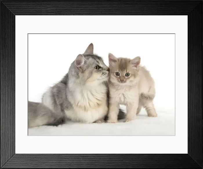 Framed Print : Picture No. 11807229 Framed Print : Picture No. 11807229