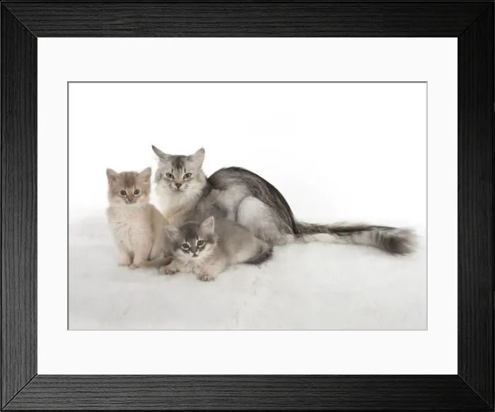 Framed Print : Picture No. 11807231 Framed Print : Picture No. 11807231