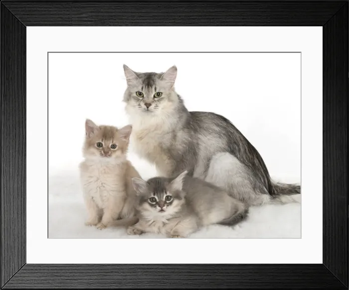 Framed Print : Picture No. 11807232 Framed Print : Picture No. 11807232
