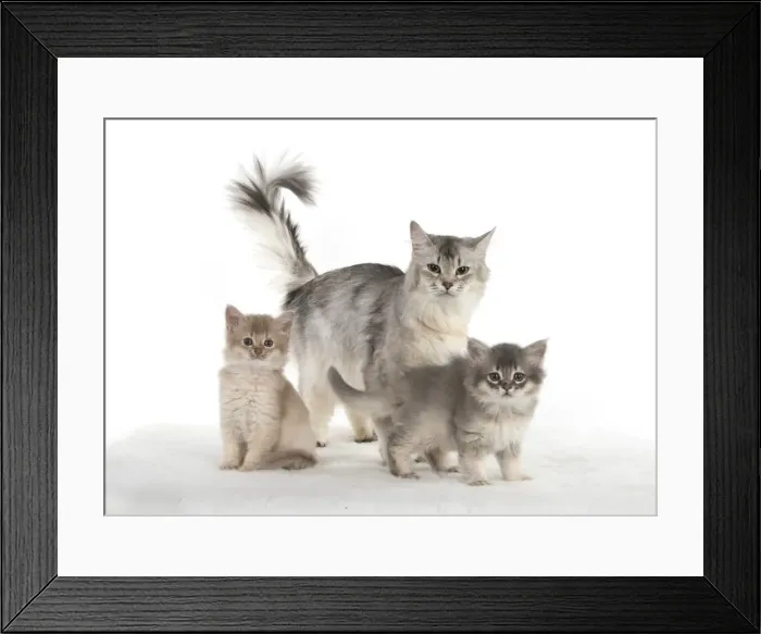 Framed Print : Picture No. 11807233 Framed Print : Picture No. 11807233