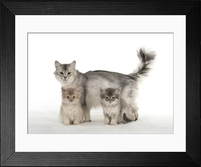 Framed Print : Picture No. 11807234 Framed Print : Picture No. 11807234