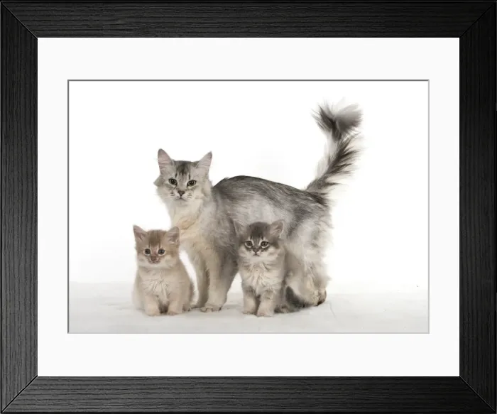 Framed Print : Picture No. 11807236 Framed Print : Picture No. 11807236