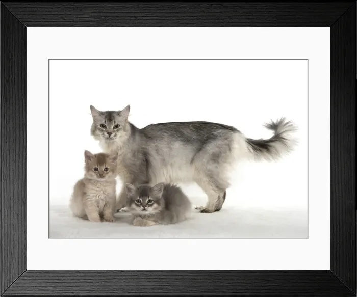 Framed Print : Picture No. 11807235 Framed Print : Picture No. 11807235