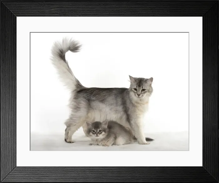 Framed Print : Picture No. 11807237 Framed Print : Picture No. 11807237