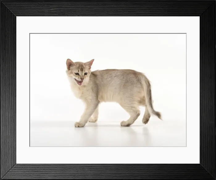Framed Print : Picture No. 11807241 Framed Print : Picture No. 11807241