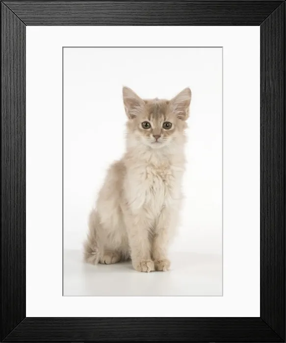 Framed Print : Picture No. 11807242 Framed Print : Picture No. 11807242