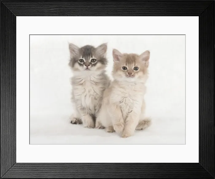 Framed Print : Picture No. 11807243 Framed Print : Picture No. 11807243