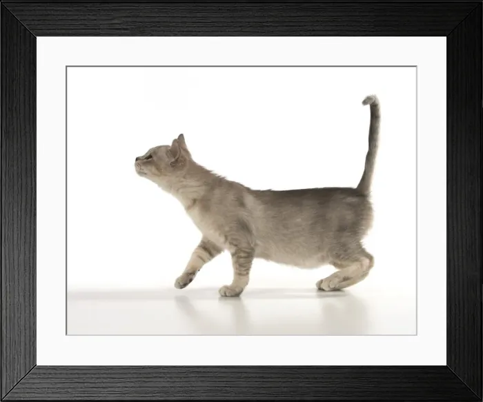 Framed Print : Picture No. 11807240 Framed Print : Picture No. 11807240