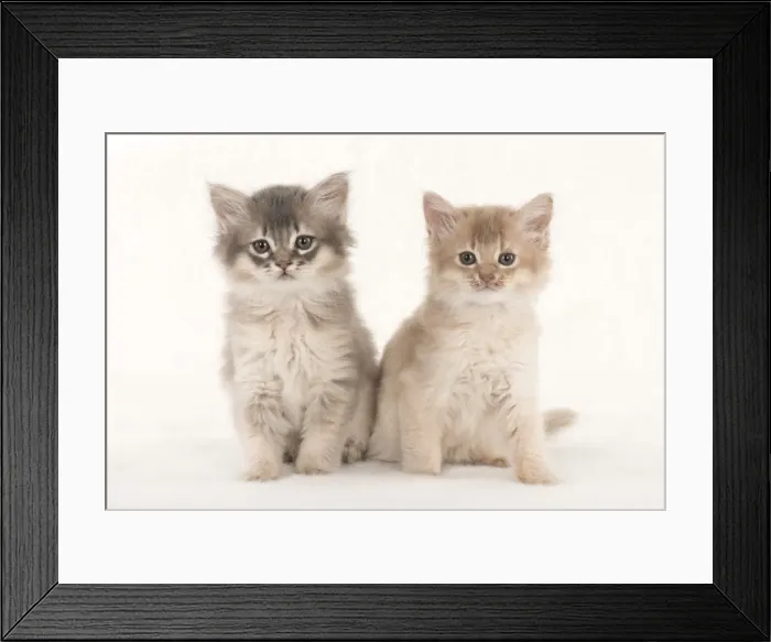 Framed Print : Picture No. 11807245 Framed Print : Picture No. 11807245