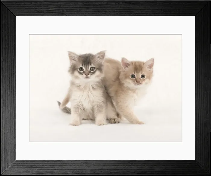 Framed Print : Picture No. 11807244 Framed Print : Picture No. 11807244