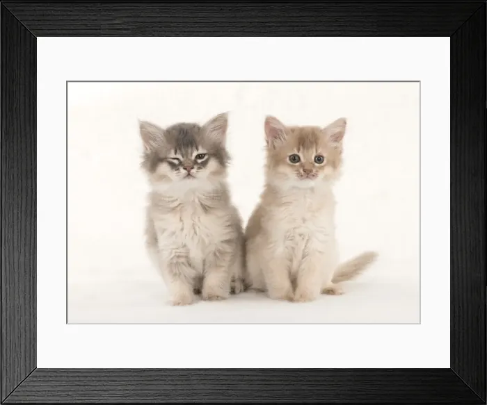 Framed Print : Picture No. 11807247 Framed Print : Picture No. 11807247
