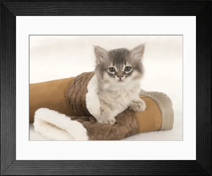 Framed Print : Picture No. 11807246 Framed Print : Picture No. 11807246