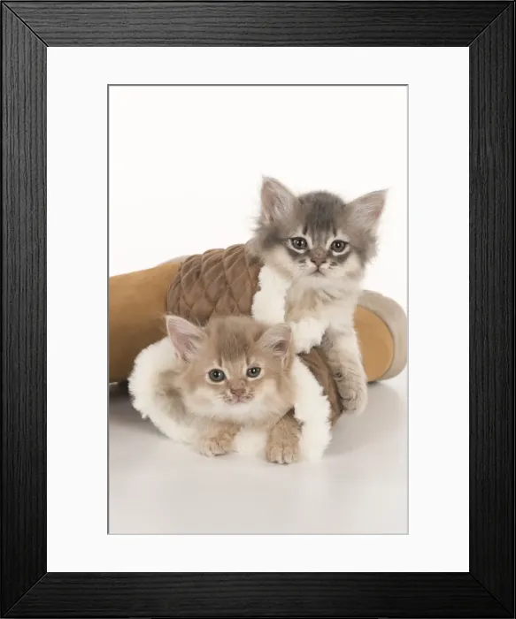 Framed Print : Picture No. 11807249 Framed Print : Picture No. 11807249