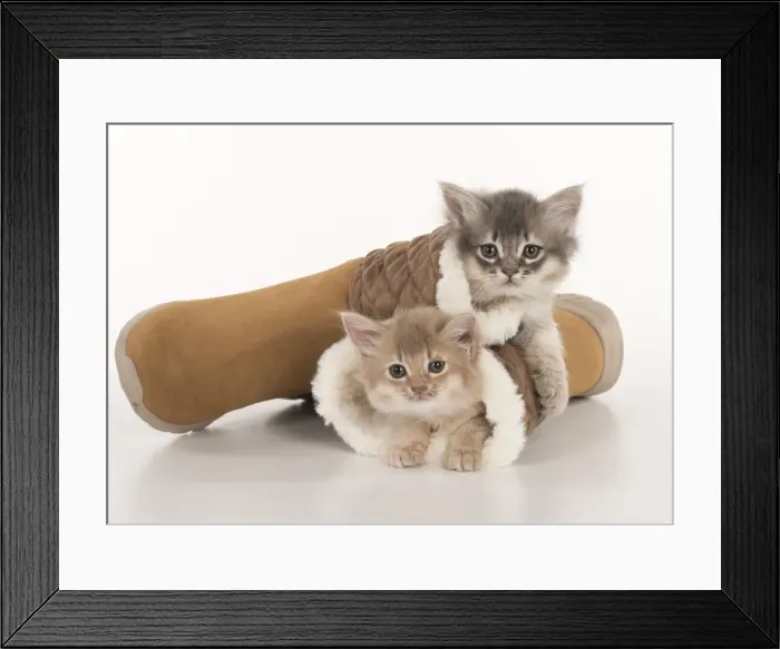 Framed Print : Picture No. 11807250 Framed Print : Picture No. 11807250