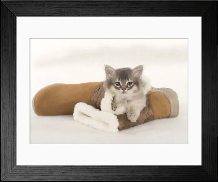 Framed Print : Picture No. 11807248 Framed Print : Picture No. 11807248