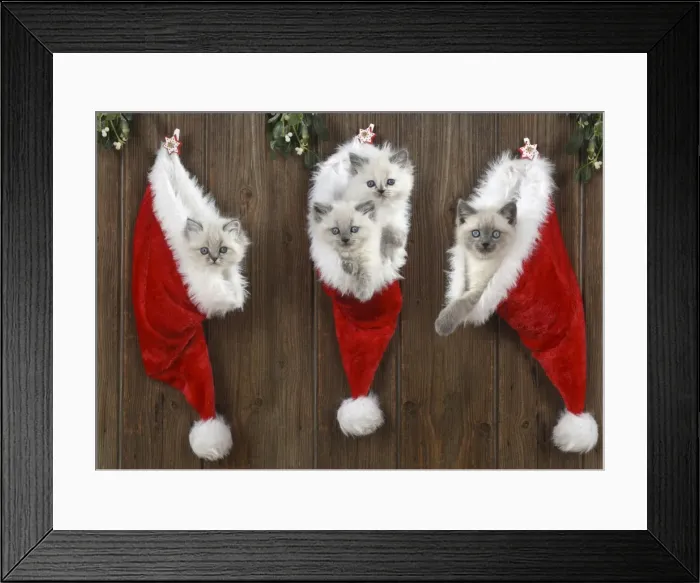 Framed Print : Picture No. 11807268 Framed Print : Picture No. 11807268
