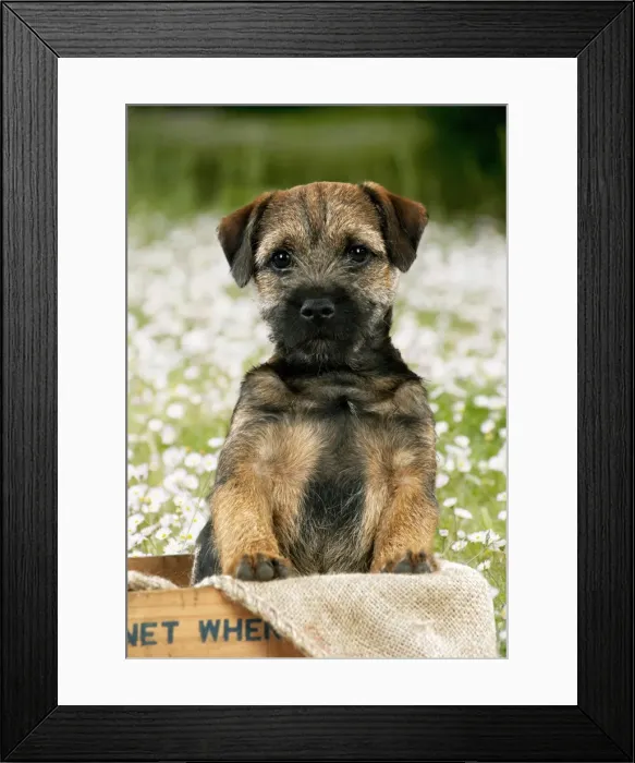 Framed Print : Picture No. 11807271 Framed Print : Picture No. 11807271