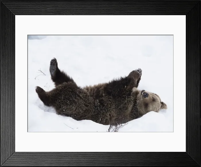 Framed Print : Picture No. 11807274 Framed Print : Picture No. 11807274
