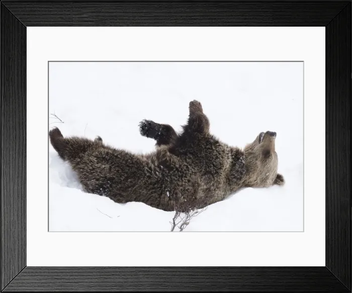 Framed Print : Picture No. 11807275 Framed Print : Picture No. 11807275