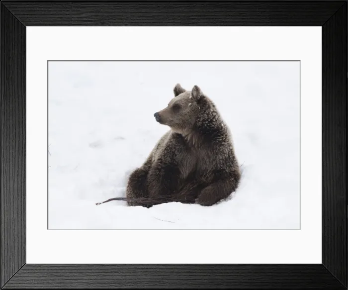 Framed Print : Picture No. 11807277 Framed Print : Picture No. 11807277