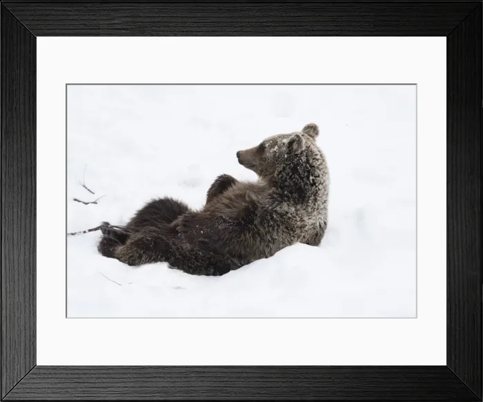 Framed Print : Picture No. 11807276 Framed Print : Picture No. 11807276