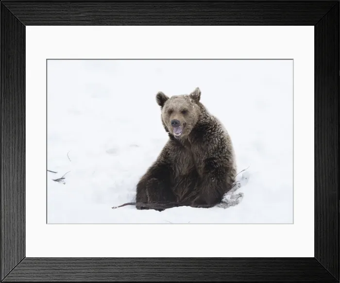Framed Print : Picture No. 11807278 Framed Print : Picture No. 11807278
