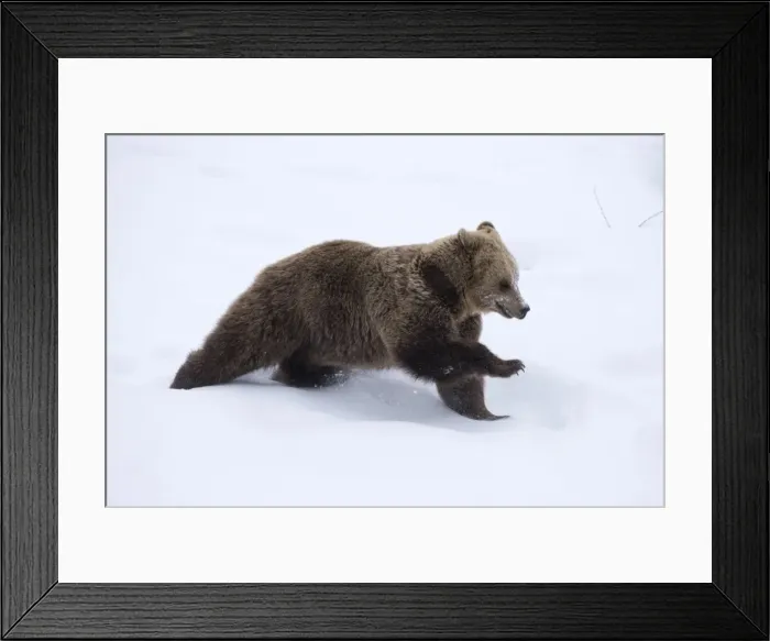Framed Print : Picture No. 11807279 Framed Print : Picture No. 11807279