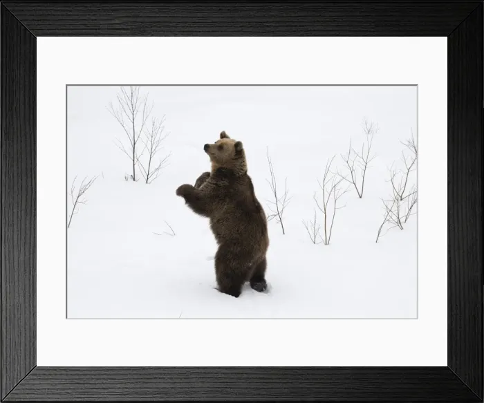 Framed Print : Picture No. 11807281 Framed Print : Picture No. 11807281
