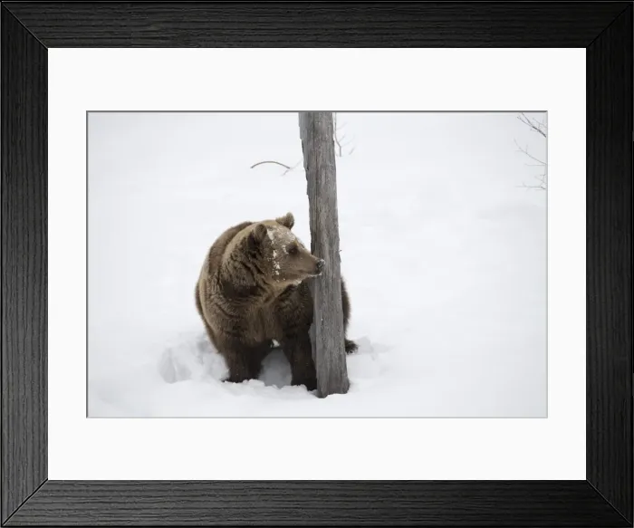 Framed Print : Picture No. 11807283 Framed Print : Picture No. 11807283