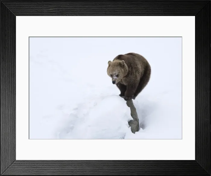 Framed Print : Picture No. 11807280 Framed Print : Picture No. 11807280