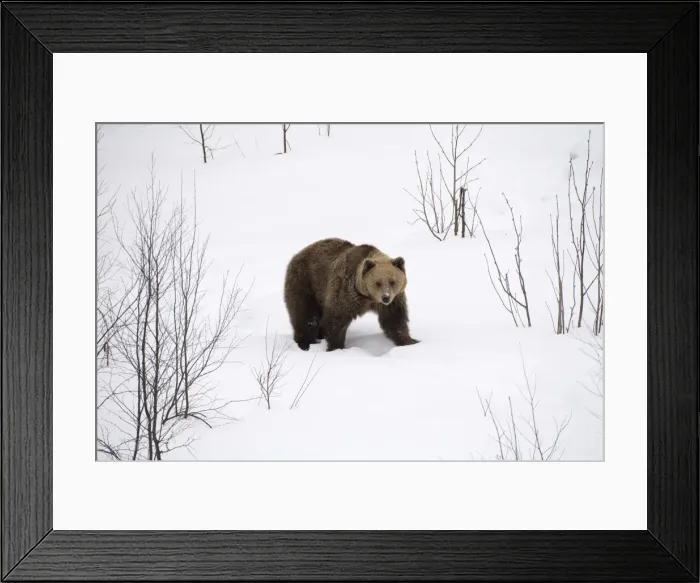 Framed Print : Picture No. 11807285 Framed Print : Picture No. 11807285