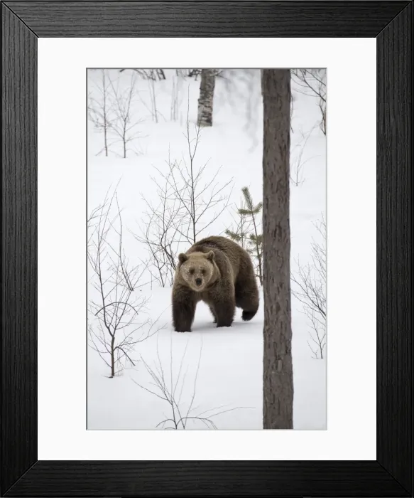 Framed Print : Picture No. 11807286 Framed Print : Picture No. 11807286