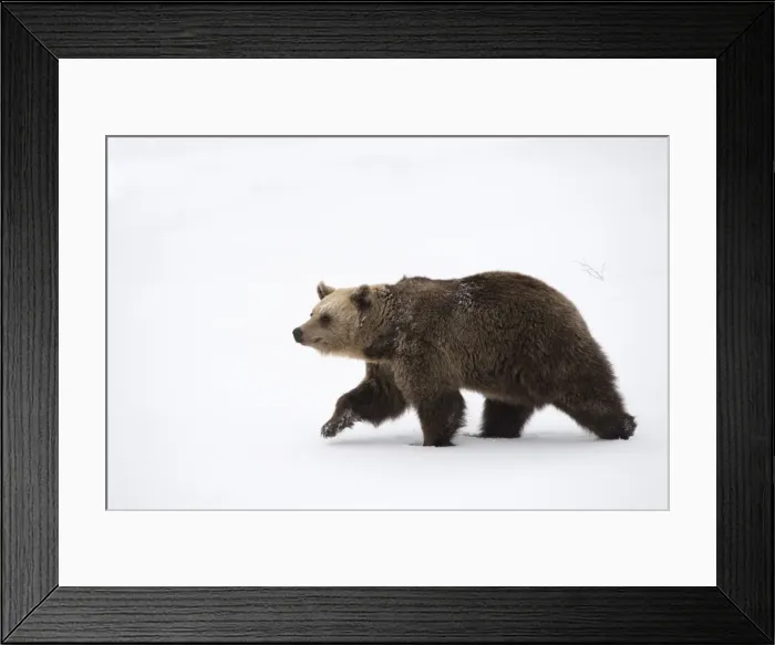 Framed Print : Picture No. 11807287 Framed Print : Picture No. 11807287