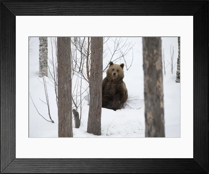 Framed Print : Picture No. 11807288 Framed Print : Picture No. 11807288