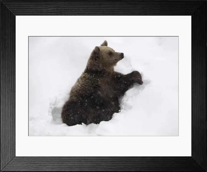 Framed Print : Picture No. 11807289 Framed Print : Picture No. 11807289