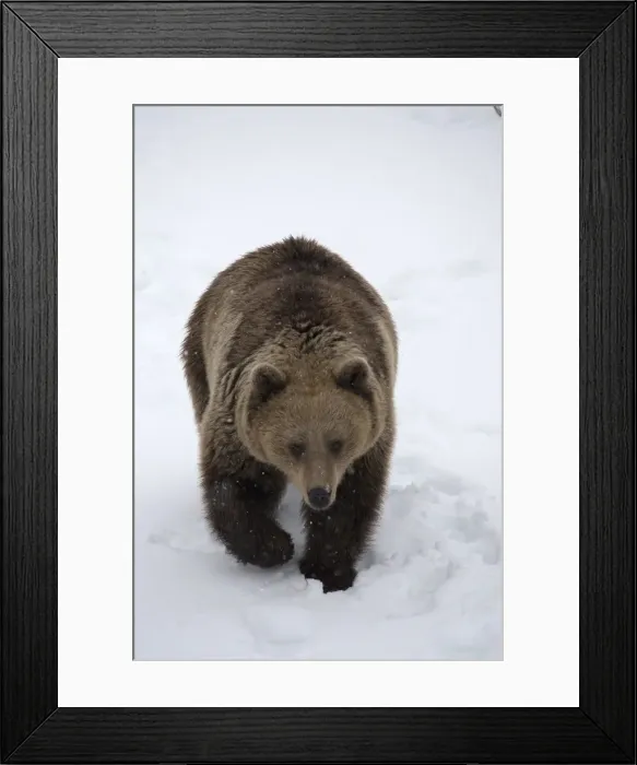 Framed Print : Picture No. 11807290 Framed Print : Picture No. 11807290