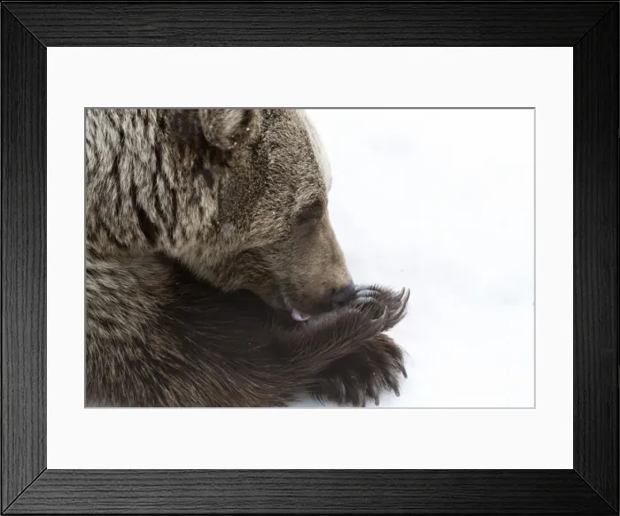 Framed Print : Picture No. 11807291 Framed Print : Picture No. 11807291
