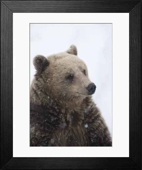 Framed Print : Picture No. 11807292 Framed Print : Picture No. 11807292