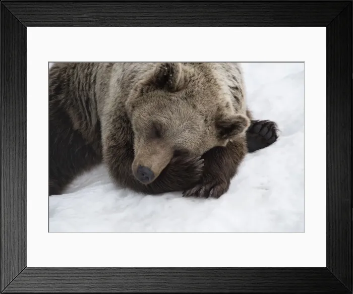 Framed Print : Picture No. 11807293 Framed Print : Picture No. 11807293