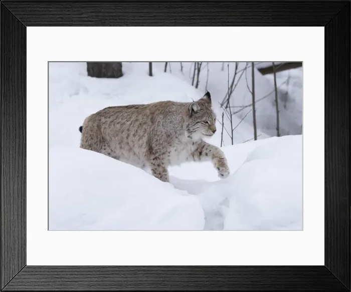 Framed Print : Picture No. 11807294 Framed Print : Picture No. 11807294