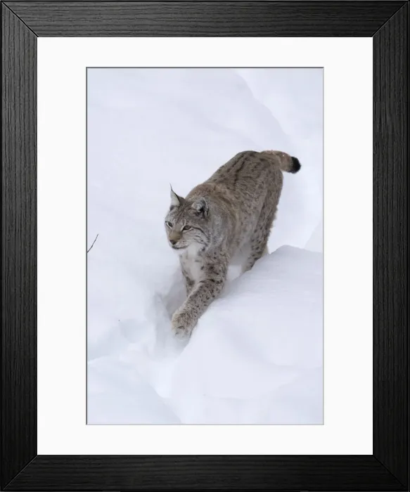 Framed Print : Picture No. 11807296 Framed Print : Picture No. 11807296