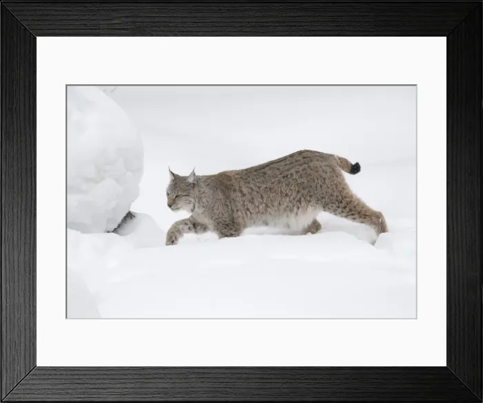 Framed Print : Picture No. 11807297 Framed Print : Picture No. 11807297