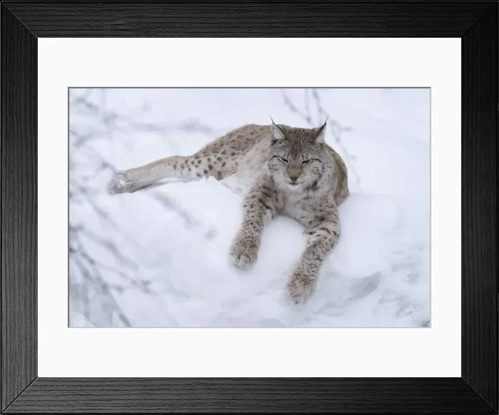 Framed Print : Picture No. 11807295