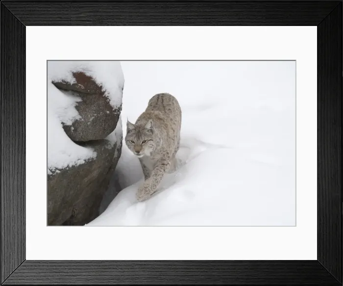 Framed Print : Picture No. 11807298 Framed Print : Picture No. 11807298
