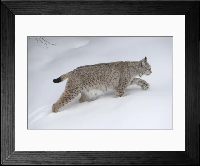 Framed Print : Picture No. 11807299 Framed Print : Picture No. 11807299