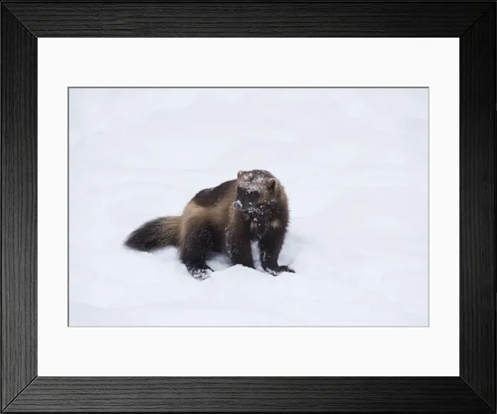 Framed Print : Picture No. 11807301 Framed Print : Picture No. 11807301