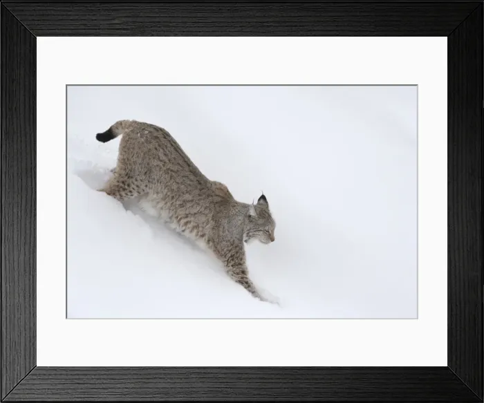 Framed Print : Picture No. 11807300 Framed Print : Picture No. 11807300